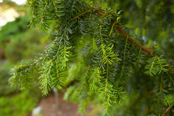 캐나다 봉합사에 넣는다 Eastern Hemlock Spruce 엔시스 Tgeea Canadensis 자라는 — 스톡 사진