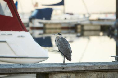 Gri balıkçıl (Ardea cinerea) kuş, yakın plan portre. Gri balıkçıl kuşunun yakın plan resmi..