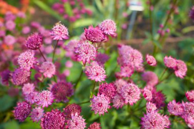 Pembe astrantia çiçekleri. Astrantia major Moulin Rouge.