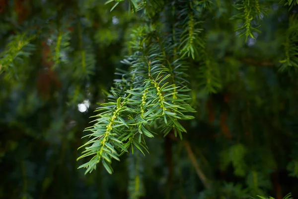 カナダの麻の枝と葉が密室にあります 東部のヘムロック スプルースとも呼ばれるツガ カナデンシスは 新たな針の成長を示している — ストック写真