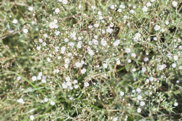 Wild Small White Flowers Green Grass Caryophyllaceae Gypsophila Rosenschleier White — Stock Photo, Image