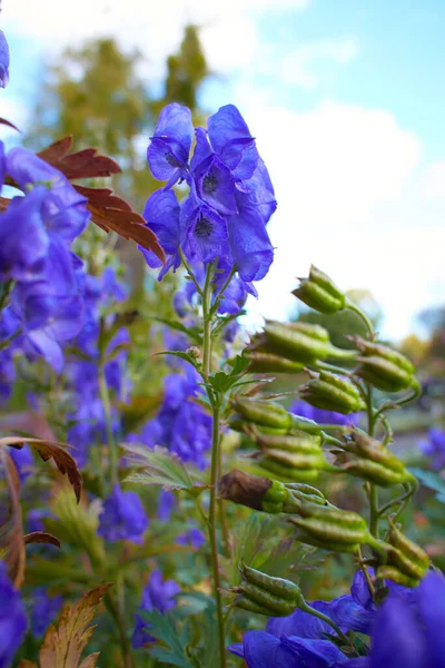 Flores Casco Azul Con Enfoque Selectivo Fondo Primavera — Foto de Stock