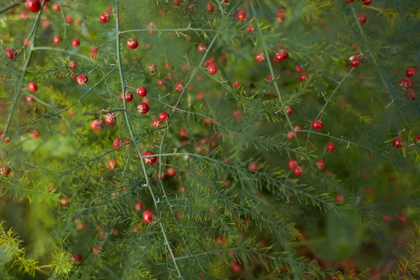 Kırmızı Olgun Kuşkonmaz Meyvesinin Tohumlarını Yaymak Için Kapatın — Stok fotoğraf