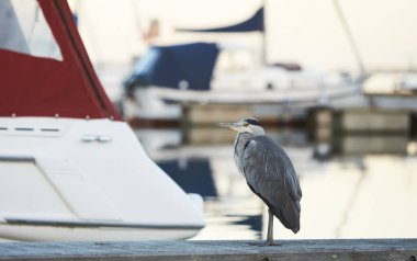 Gri balıkçıl (Ardea cinerea) kuş, yakın plan portre. Gri balıkçıl kuşunun yakın plan resmi..