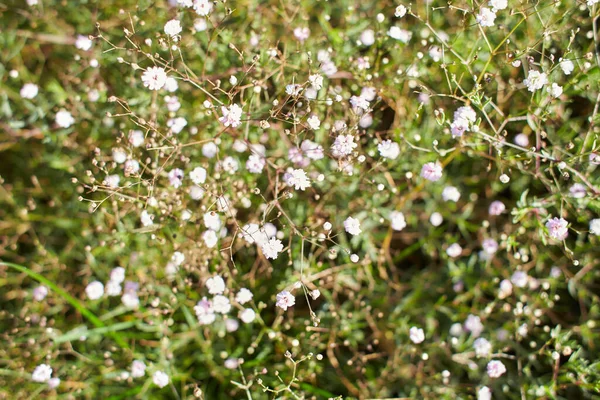 야생의 꽃들이 잔디에 카리오 Caryophyllaceae Gypophila Rosenschleier 나무의 라미아 Stellaria — 스톡 사진
