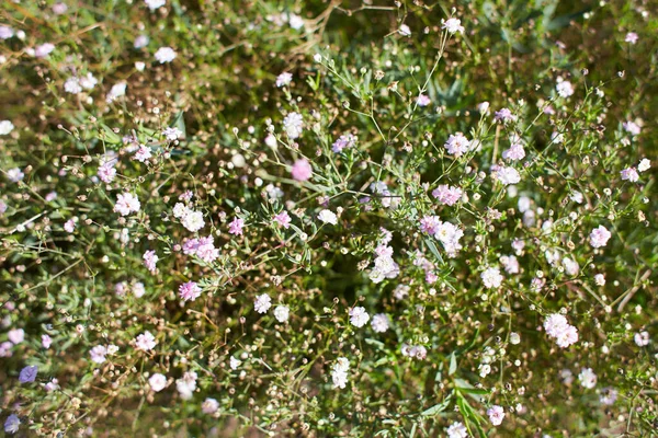 Yeşil Çimenlikteki Küçük Vahşi Beyaz Çiçekler Caryophyllaceae Gypthe Rosenschleier Beyaz — Stok fotoğraf