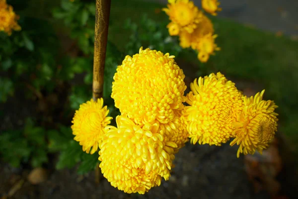 Большой Желтый Цветок Хризантемы Клумбе — стоковое фото
