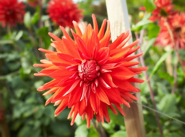 Makro Gradyan sarı Dahlia. Çiçekli bir Dahlia, soluk şeftali rengi, yağmur damlalarıyla kaplı. Güneşli bir gün. Kapat..