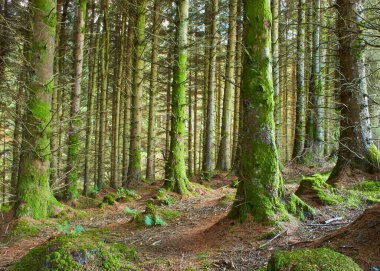Gündüzleri yosun ve otlarla dolu sihirli bir çam ağacı ormanı..