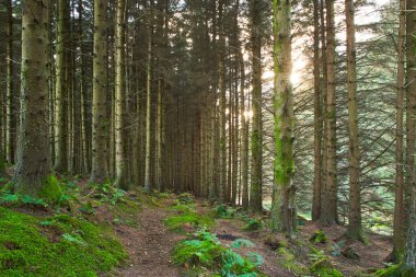 Gündüzleri yosun ve otlarla dolu sihirli bir çam ağacı ormanı..