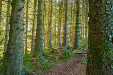 Gündüzleri yosun ve otlarla dolu sihirli bir çam ağacı ormanı..