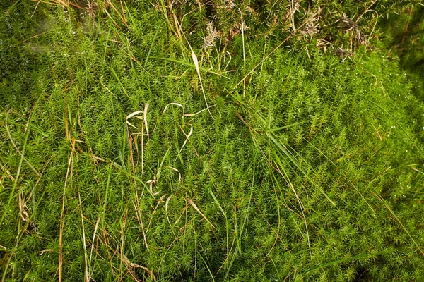 覆盖爱尔兰森林地面的硬棒状苔藓 Lycopodium Annotinum — 图库照片