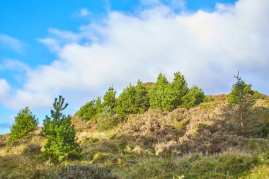 Bir çam ağacı, mavi gökyüzü ve çimlerle kaplı tepe..