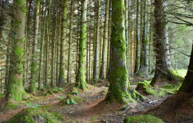 Gündüzleri yosun ve otlarla dolu sihirli bir çam ağacı ormanı..