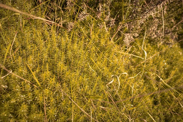 Sztywne Mchy Klubowe Lycopodium Annotinum Pokrywające Podłogę Leśną Irlandii — Zdjęcie stockowe