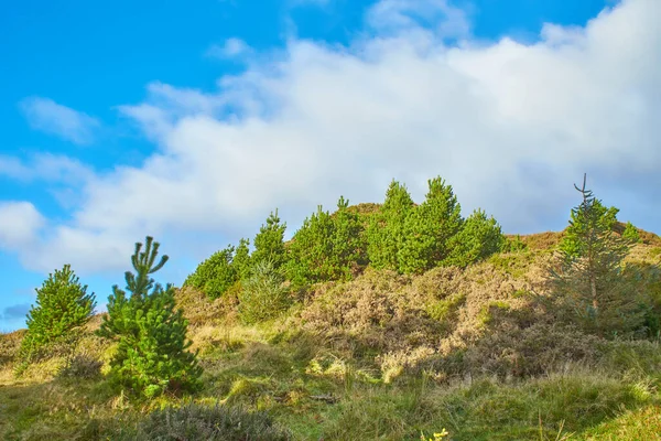 Eine Kiefer Der Hügel Mit Blauem Himmel Und Gras — Stockfoto