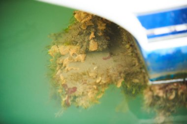 Yumuşakçalar, aşırı büyümüş gemi tabanı. Geminin gövdesinde kabuklu deniz hayvanları var..