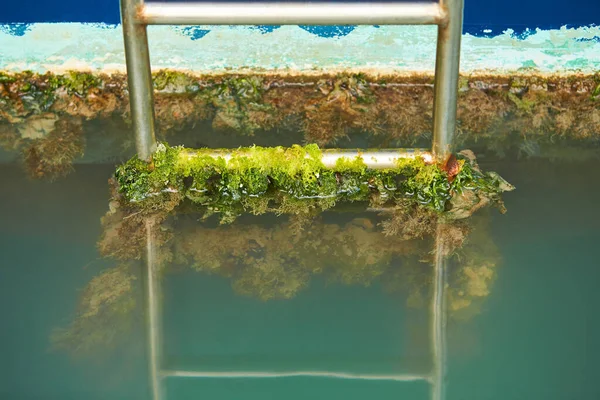 Overgrown stairs of boat covered with mollusks and algae. Shellfish on the hull of the ship.