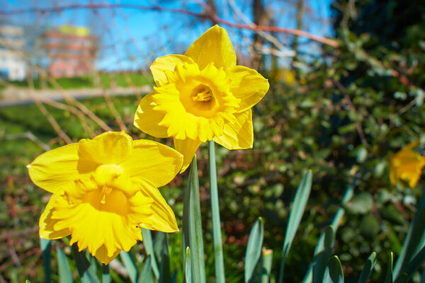 Blooming Flowers of yellow Narcissus. Blooming Daffodil and Leaves in Natural Environment.