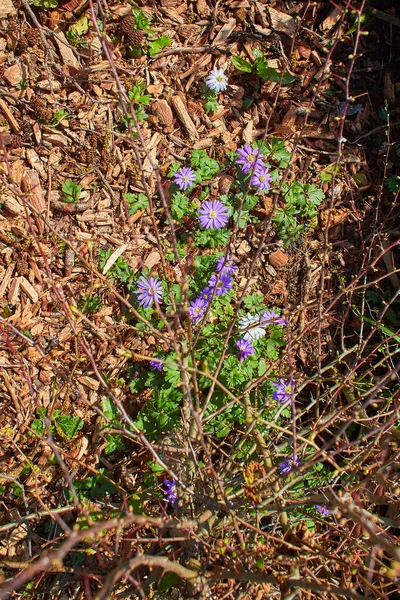 Fiori Viola Selvatici Sfondo Verde — Foto Stock
