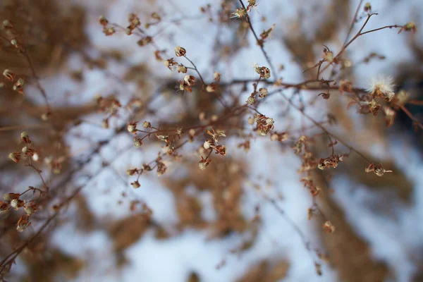 Крихітні Білі Квіти Сухих Гілочках Диких Рослинних Кущів Розмитим Тлом — стокове фото
