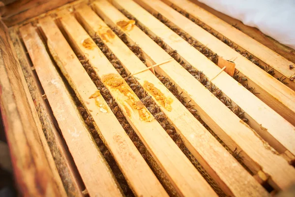 Bijen Honingraat Met Honing Plakken Nectar Cellen Macro Beeld Van — Stockfoto