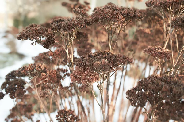 Dry Stonecrop Crassulaceae Sempervivoideae Winter Time — 스톡 사진