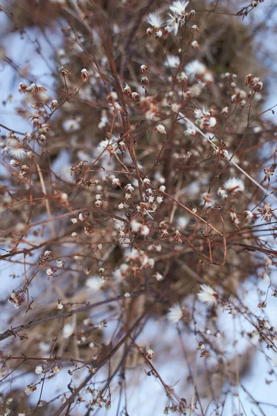 Крошечные Белые Цветы Сухих Ветвях Диких Кустарников Растений Размытым Фоном — стоковое фото