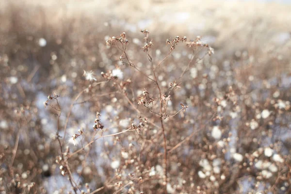 Pequenas Flores Brancas Galhos Secos Arbustos Plantas Selvagens Com Fundo — Fotografia de Stock