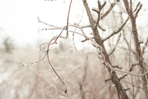 Ветви Лиственной Травы Кусты Покрытые Ледяной Коркой После Морозного Дождя — стоковое фото