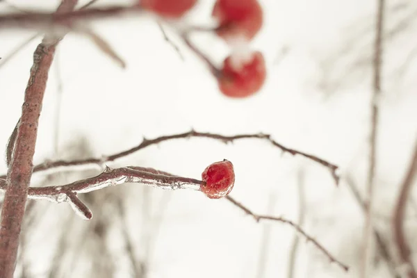 Branches Rose Hip Berry Covered Ice Crust Freezing Rain Fragment — Stock Photo, Image