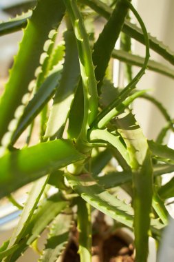 Bir aloe vera bitkisini kapatın. Oda bitkileri