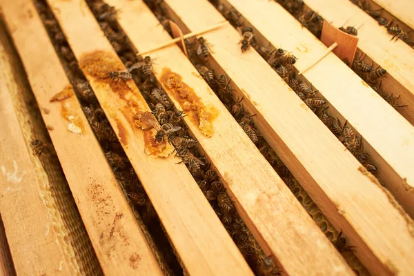 Бджола Шматочках Меду Нектаром Клітини Макрозображення Бджоли Рамі Вулика Бджоли — стокове фото