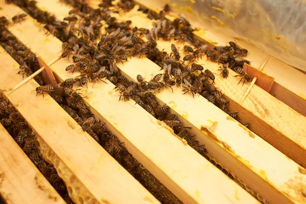 Ballı Bal Peteği Üzerindeki Arı Nektarı Hücrelere Ayırır Kovanın Çerçevesindeki — Stok fotoğraf