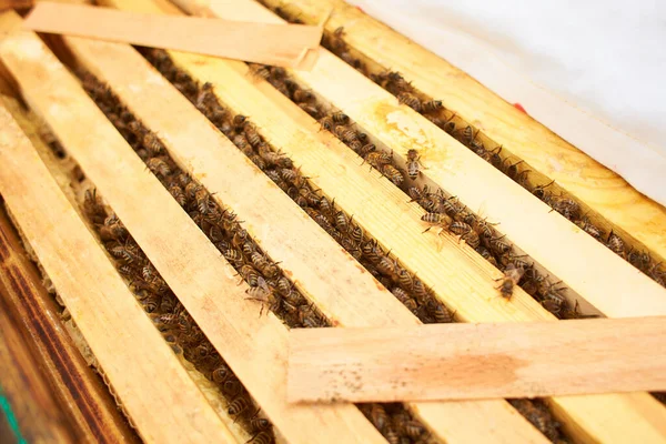 Bijen Honingraat Met Honing Plakken Nectar Cellen Macro Beeld Van — Stockfoto