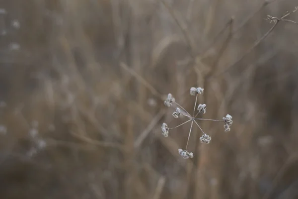 Kleine Witte Bloemen Droge Twijgen Van Wilde Planten Struiken Met — Stockfoto