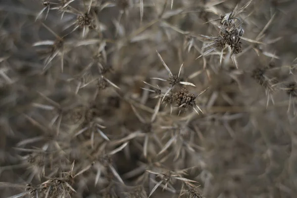 Pequeñas Flores Blancas Ramitas Secas Arbustos Plantas Silvestres Con Fondo — Foto de Stock