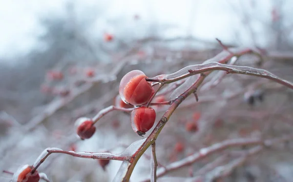 Větve Růže Kyčle Bobule Pokryté Ledovou Kůrou Zamrznutí Deště Fragment — Stock fotografie