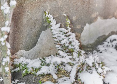 Karların altında bitkiler. Karların altında yeşil yapraklı dallar.
