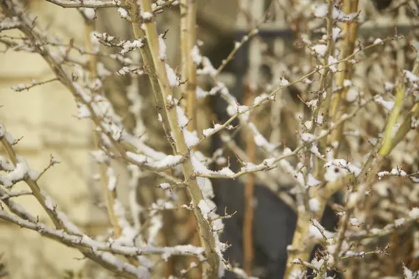 Plantes Sous Neige Branches Aux Feuilles Vertes Sous Neige — Photo