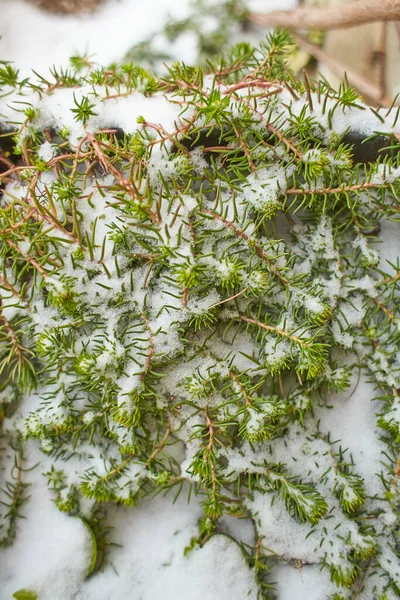 Растения Снегом Ветви Зелеными Листьями Снегом — стоковое фото