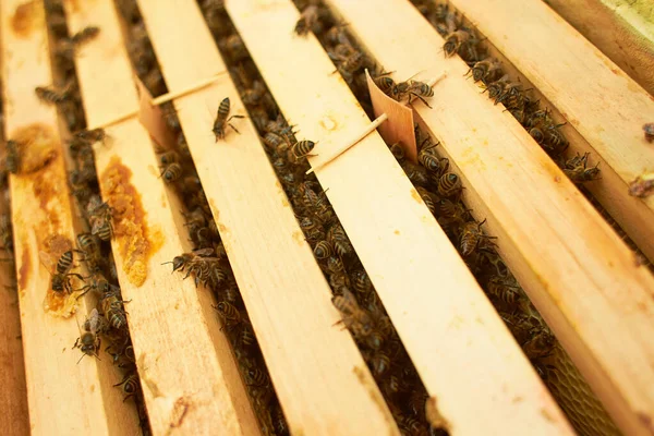 Пчела Сотах Медовыми Ломтиками Нектара Клетки Макроизображение Пчелы Рамке Улья — стоковое фото