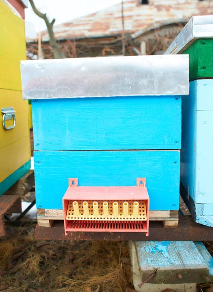 Gekleurde Bijenkorven Winter — Stockfoto