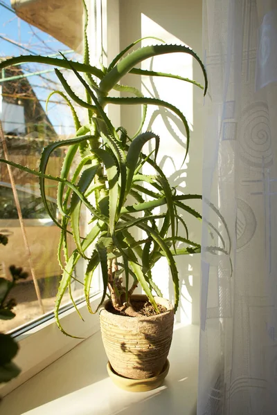 Schließen Sie Eine Aloe Vera Pflanze Zimmerpflanzen — Stockfoto