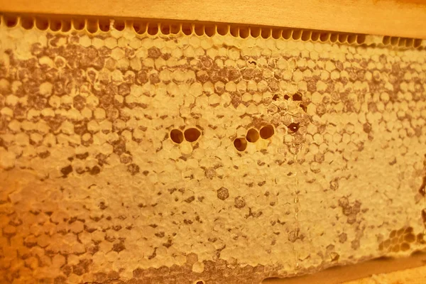 Bijenkorf Bijenteeltconcept Achtergrond Textuur Van Een Deel Van Honingraat Uit — Stockfoto
