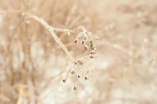 Branches Une Herbe Feuilles Caduques Buissons Couverts Croûte Glacée Après — Photo