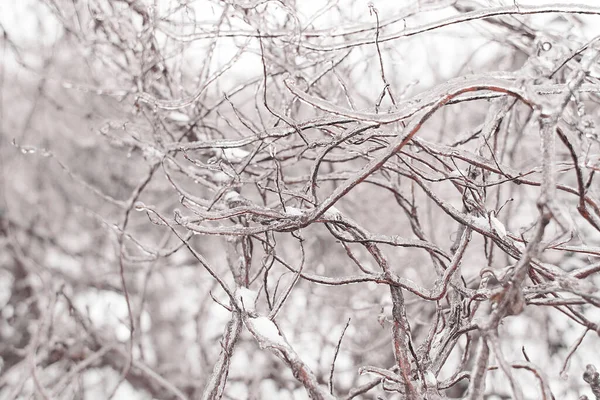 낙엽수의 가지들 차디찬 얼음으로 — 스톡 사진