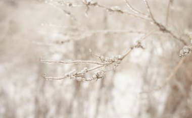 Yaprak döken çimenlerin dalları, donmuş yağmurun ardından buz kabuğuyla kaplı çalılar, parça parça, arkaplan