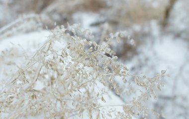Yaprak döken çimenlerin dalları, donmuş yağmurun ardından buz kabuğuyla kaplı çalılar, parça parça, arkaplan