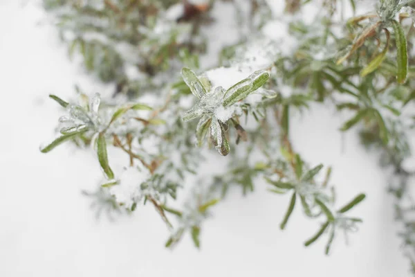 Branches Deciduous Grass Bushes Covered Ice Crust Freezing Rain Fragment — Stock Photo, Image